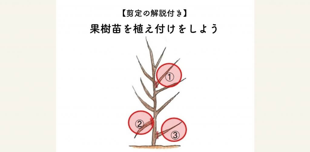 剪定の解説付き 果樹苗の植え付けをしよう 切るを楽しむ アルスコーポレーション株式会社