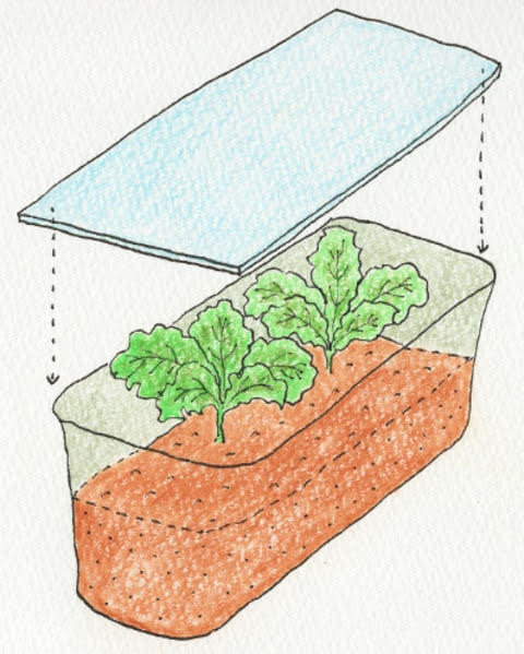 リーフレタスを植え付けたプランターに透明のアクリル板で屋根を作る。