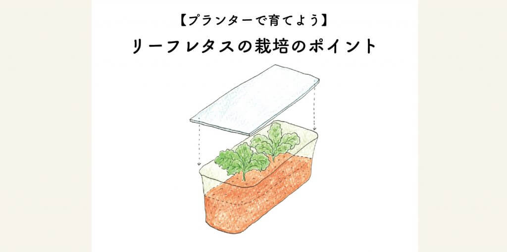 プランターで育てよう リーフレタスの栽培方法と水やりのポイント 切るを楽しむ アルスコーポレーション株式会社