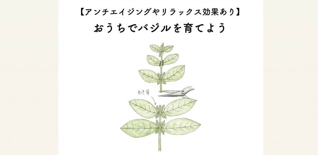 アンチエイジングやリラックス効果あり ガーデニング初心者にも簡単 お家でバジルを育てよう 切るを楽しむ アルスコーポレーション株式会社