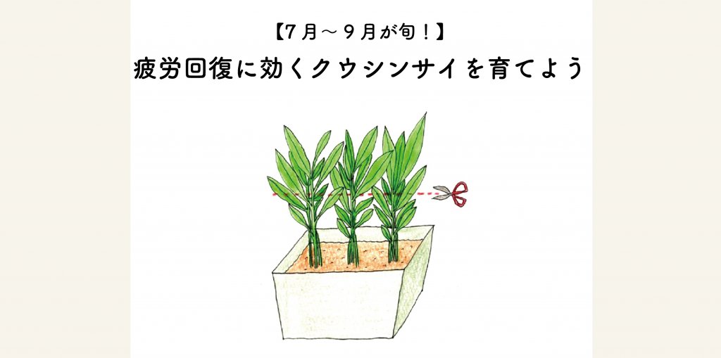 7月から9月が旬の空心菜の育て方 切るを楽しむ アルスコーポレーション株式会社