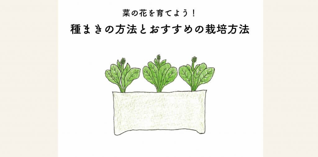 菜の花を育てよう 種まきの方法とオススメの栽培方法 切るを楽しむ アルスコーポレーション株式会社