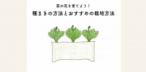 菜の花の育て方