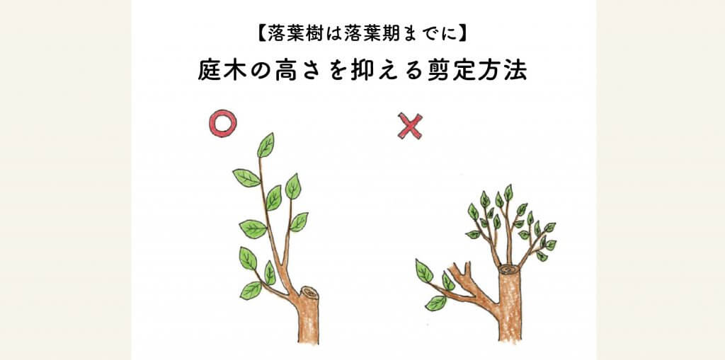 落葉樹は落葉期までに】庭木の高さを抑える剪定方法 | 切るを楽しむ 