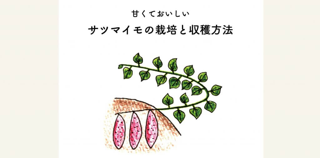 イラスト解説 甘くておいしいサツマイモの栽培 収穫方法 切るを楽しむ アルスコーポレーション株式会社