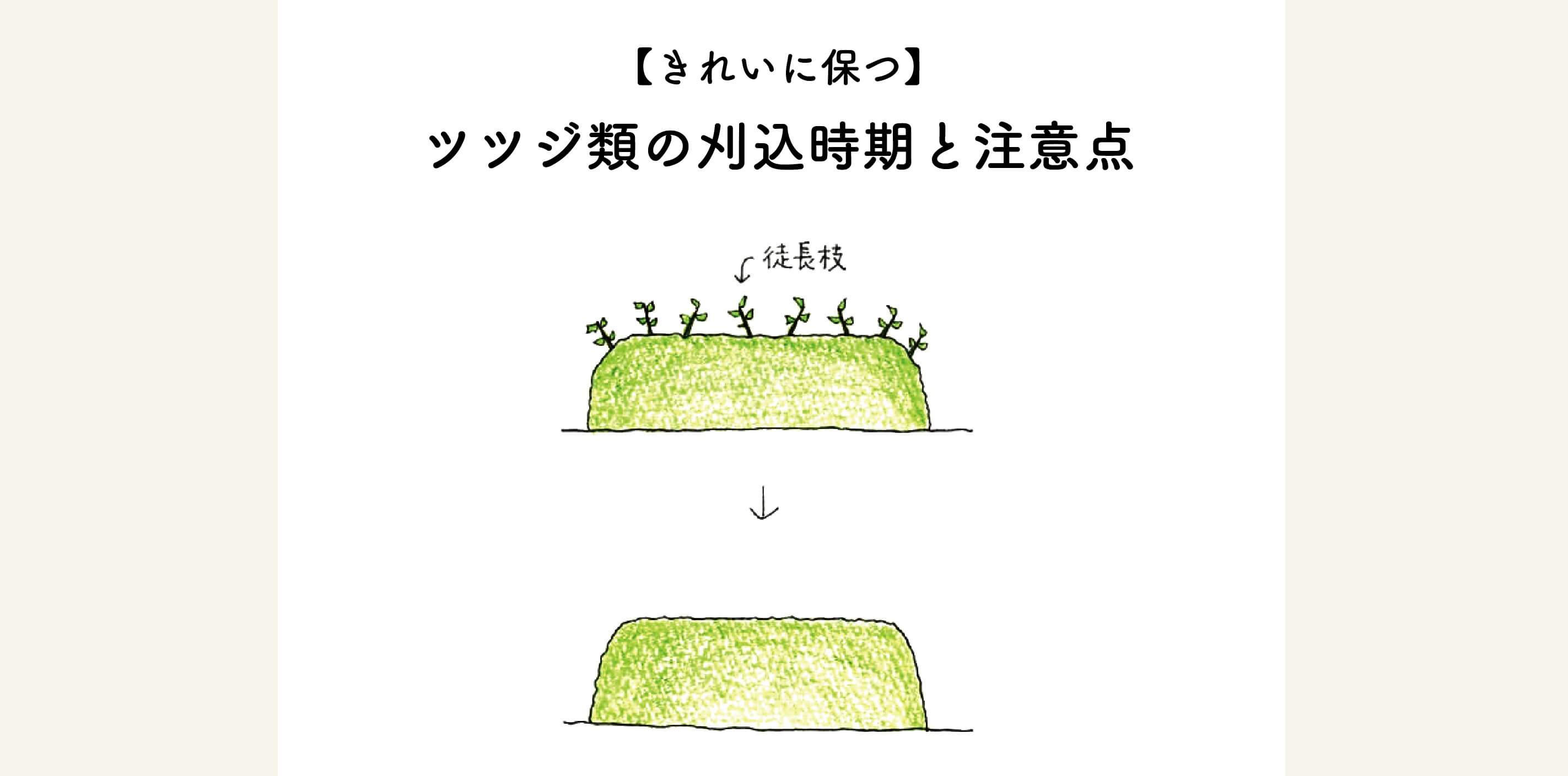 キレイに保つ ツツジ類の刈込み時期と注意点 切るを楽しむ アルスコーポレーション株式会社