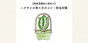 ハクサイの育て方のコツ｜防虫対策