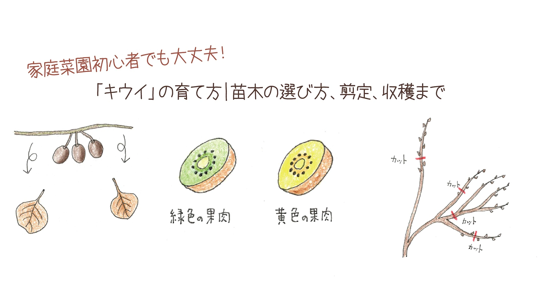 キウイフルーツの育て方 苗木の選び方 剪定 収穫まで 切るを