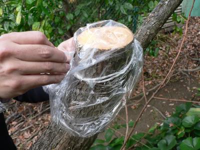 剪定の切り口の乾燥防止策