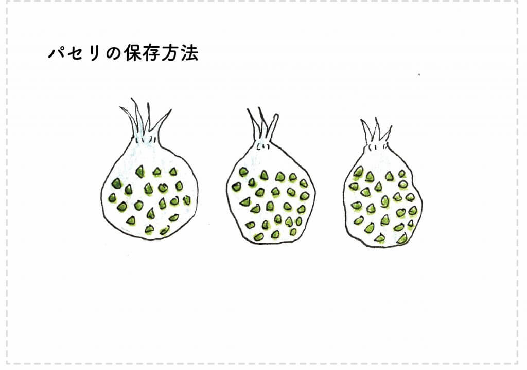 プランター栽培 パセリの育て方 収穫のコツをイラスト解説 切るを楽しむ アルスコーポレーション株式会社