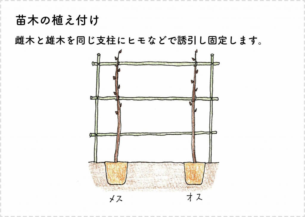 キウイフルーツの育て方 苗木の選び方 剪定 収穫まで 切るを楽しむ アルスコーポレーション株式会社