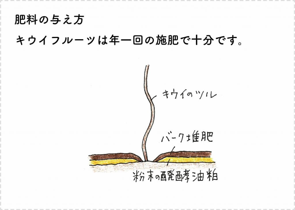 キウイフルーツの育て方 苗木の選び方 剪定 収穫まで 切るを楽しむ アルスコーポレーション株式会社