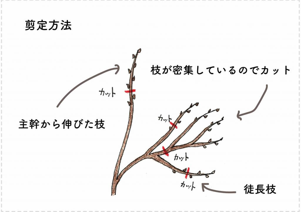 キウイフルーツの育て方 苗木の選び方 剪定 収穫まで 切るを楽しむ アルスコーポレーション株式会社