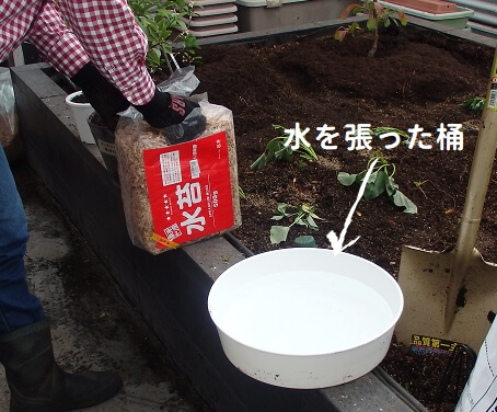 湿らせた水ゴケで乾燥を防ぐ_水ゴケを開けて水を張った桶に入れる写真