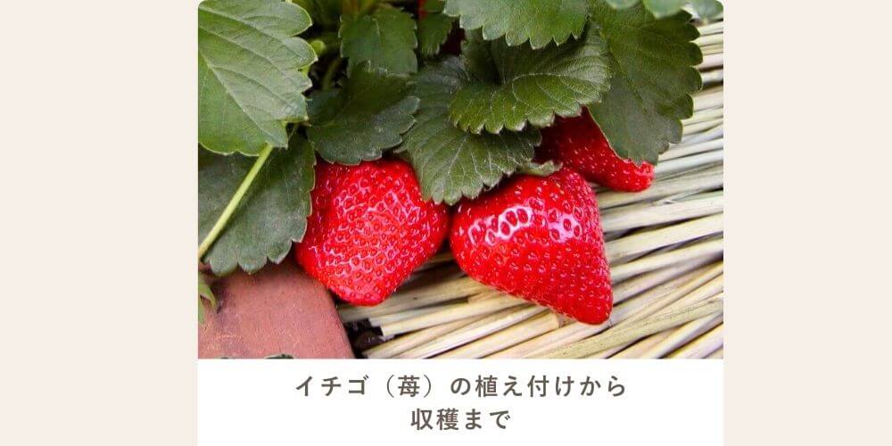 イチゴ（いちご・苺）の植え付けから収穫まで